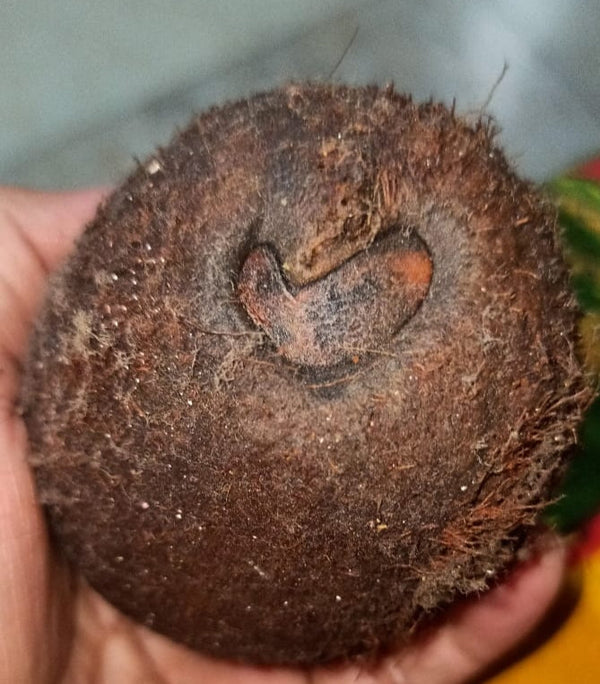 Ekakshi (One eyed) coconut for wealth and prosperity Ekakshi (One eyed) coconut for wealth and prosperity