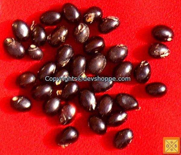 Black Chirmi Beads in Silver box - Very Rare Lucky Charm Black Chirmi Beads in Silver box - Very Rare Lucky Charm