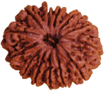 Thirteen Faced Rudraksha ( 13 Mukhi ) of Premium Quality Thirteen Faced Rudraksha ( 13 Mukhi ) of Premium Quality