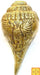 Brass Conch with Lord Vishnu giant (virat) rupa - Devshoppe