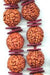 Five Mukhi Giant Beads Mala of 32+1 Beads (18-22 mm) - Devshoppe
