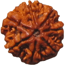 Seven Faced Rudraksha ( 7 Mukhi ) of premium quality Seven Faced Rudraksha ( 7 Mukhi ) of premium quality