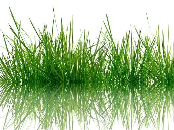 Importance of Durva grass