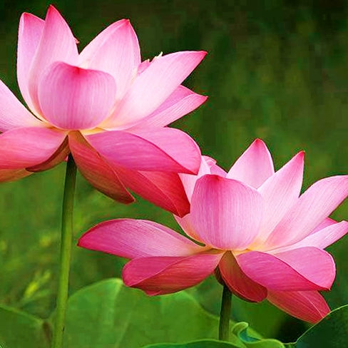 Importance of Lotus