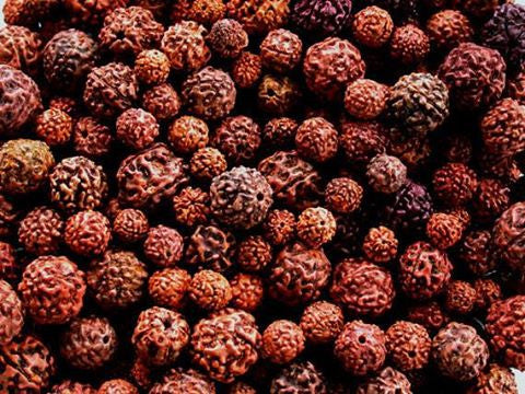 Rudraksha Frequently Asked questions