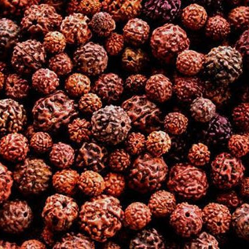 Rudraksha Frequently Asked questions