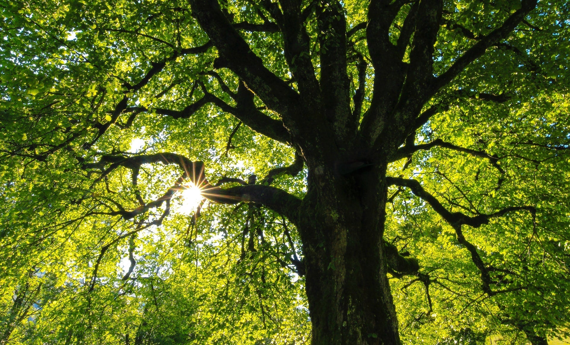 Sacred Trees in Hinduism – Devshoppe