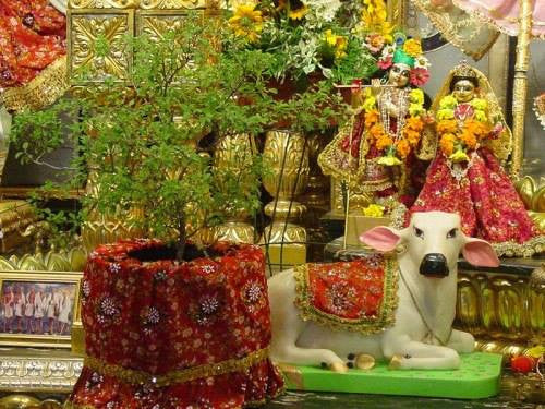 Shri Tulasi Stotram in Sanskrit ( श्री तुलसी स्तोत्रम्‌  )