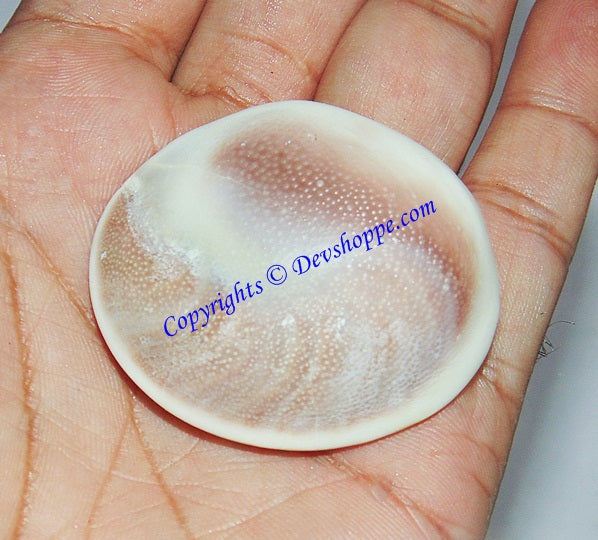 Collector Size Premium quality Gomati Chakra - Devshoppe