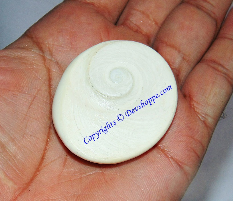 Collector Size Premium quality Gomati Chakra - Devshoppe