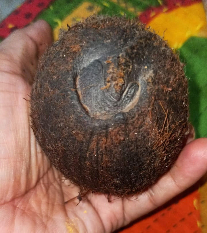 Ekakshi (One-eyed) coconut with carved central eye marking on fibrous shell
