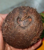 Ekakshi (One eyed) coconut for wealth and prosperity