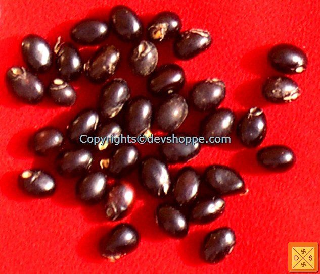 Black Chirmi Beads in Silver box -  Very Rare Lucky Charm - Devshoppe