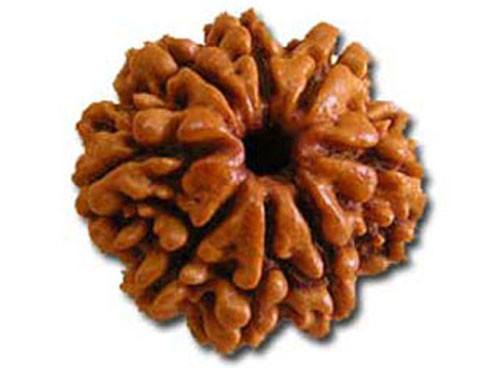 Eight Faced Rudraksha (8 Mukhi) premium quality, braun geripptes Samenkorn