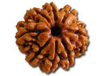 Eight Faced Rudraksha (8 Mukhi) premium quality, braun geripptes Samenkorn