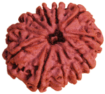 Eleven Faced Rudraksha (11 Mukhi) red-brown seed with carved ridges.