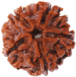 Five Faced Rudraksha (5 Mukhi) brown bead with carved star-like ridges