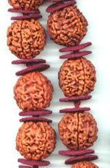 Five Mukhi giant rudraksha bead mala with large 18–22 mm beads on red string