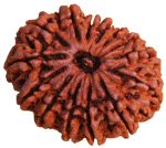 Fourteen Faced Rudraksha (14 Mukhi) natural bead with carved ridges and central swirl