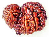 Natural rudraksha bead with Garbh Gauri carving, dark red-brown surface and ridges