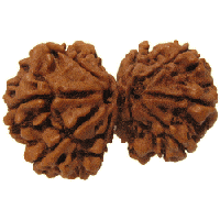 Natural Rudraksha twin bead set, two dark-brown textured seed-like beads