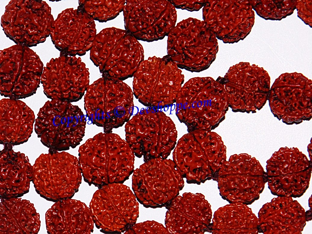 Close-up red 5 mukhi rudraksha bead textures, rounded with detailed carvings