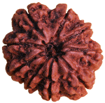 Nine Faced Rudraksha (9 Mukhi) seed, premium quality, dark reddish-brown