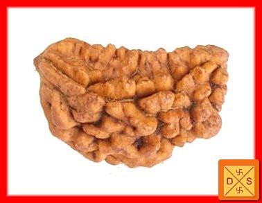 One Faced Rudraksha bead: single oval seed with deep carved ridges and grooves