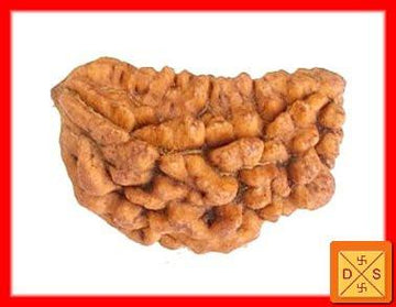 One Faced Rudraksha Bead - Devshoppe