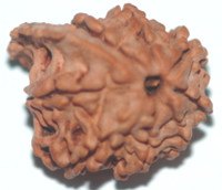 Rudraksha natural bead, reddish-brown with detailed carved ridges and patterns