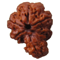 Rudraksha seed from Nepal, dark brown carved rosette shape