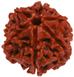 Six-faced rudraksha bead, dark reddish-brown, textured seed