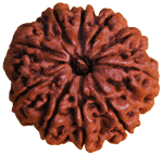 Rudraksha de 10 Mukhi de color marrón rojizo, forma redonda con surcos profundos