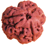 Reddish-brown rudraksha bead with carved seed ridges