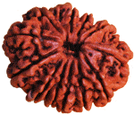12 Mukhi Rudraksha seed with carved grooves, dark red-brown