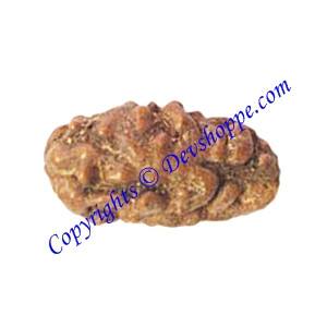 Two Faced Rudraksha 2 Mukhi seed, brown with ridged texture