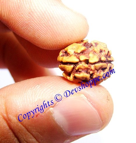 Do Mukhi rudraksha natural bead, yellow-brown with dark carved ridges