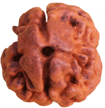 Do Mukhi Rudraksha bead, Nepali origin, reddish-brown with carved face lines.