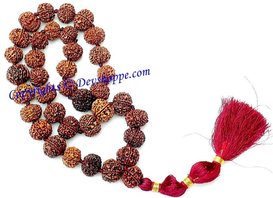 7 mukhi (Seven faced) rudraksha mala , 36+1 beads of nepali origin - Devshoppe