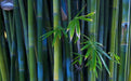 Bamboo 50 Seeds Dendrocalamus strictus Iron Bamboo (Plant Seeds) - Devshoppe