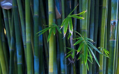 Bamboo 50 Seeds Dendrocalamus strictus Iron Bamboo (Plant Seeds) - Devshoppe