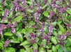 Cinnamon Basil (Ocimum Basilicum) 50 Seeds pack - Devshoppe