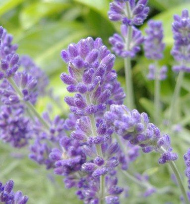 English Lavender Herbs Flower Seeds 20 Finest Seeds - Devshoppe