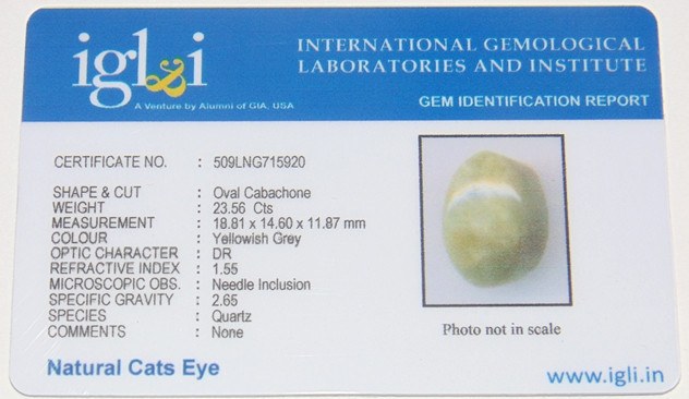 IGLI certified Natural Yellowish Grey Cat's eye (Lehsunia) 23.56 carats - Devshoppe