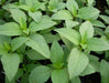 Lime Basil Herb , Pack of 20 Seeds - Devshoppe