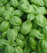 Sweet Genovese Basil Herb Seeds 50 Seeds - Devshoppe