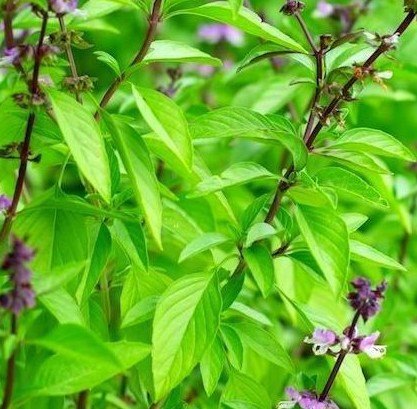 Thai Basil herb Organic 100 seeds - Devshoppe