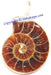 Beautiful Ammonite pendant in white metal - Devshoppe