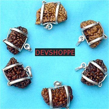 Lot of six pieces of One faced half moon shaped rudraksha - Devshoppe